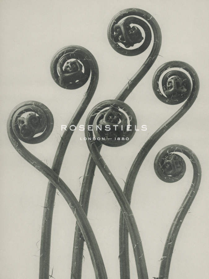 Adiantum pedatum - Karl Blossfeldt