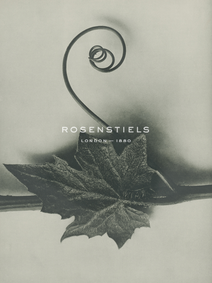 Bryonia Alba - Karl Blossfeldt