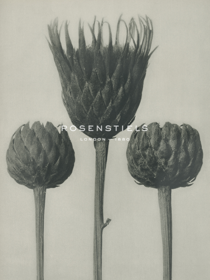 Serratula nudicaulis Trio - Karl Blossfeldt