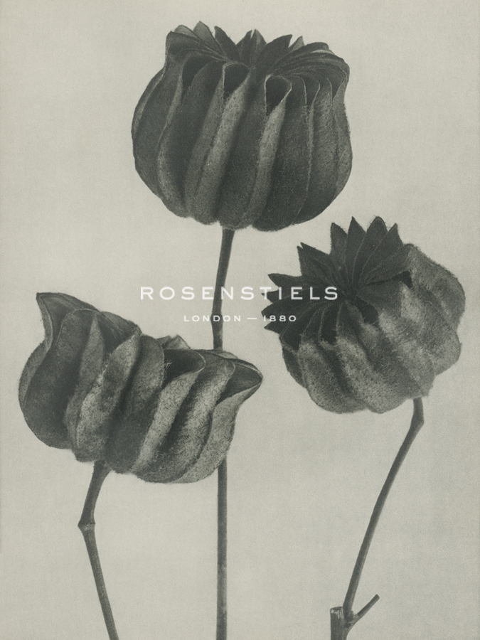 Abutilou - Karl Blossfeldt