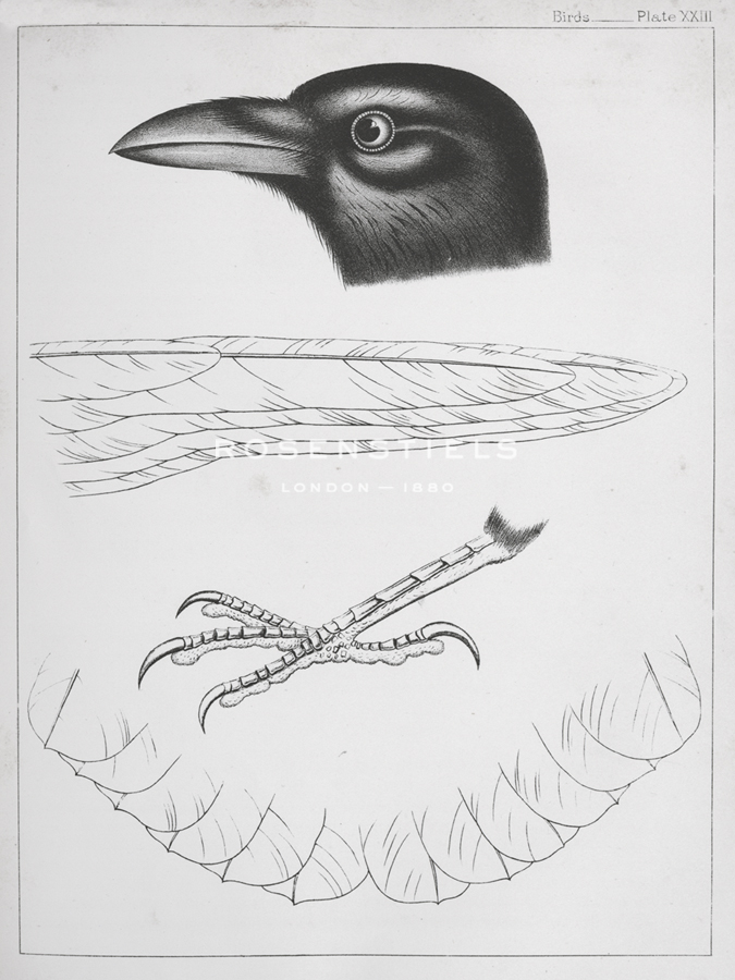 Black Feathers - Kernud Hansen