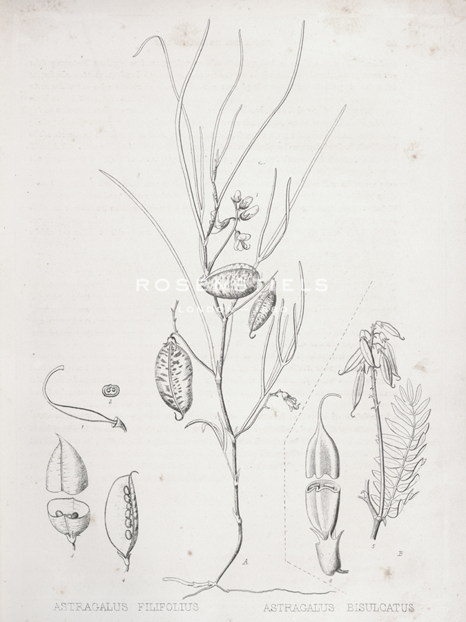 Astragalus - Kernud Hansen