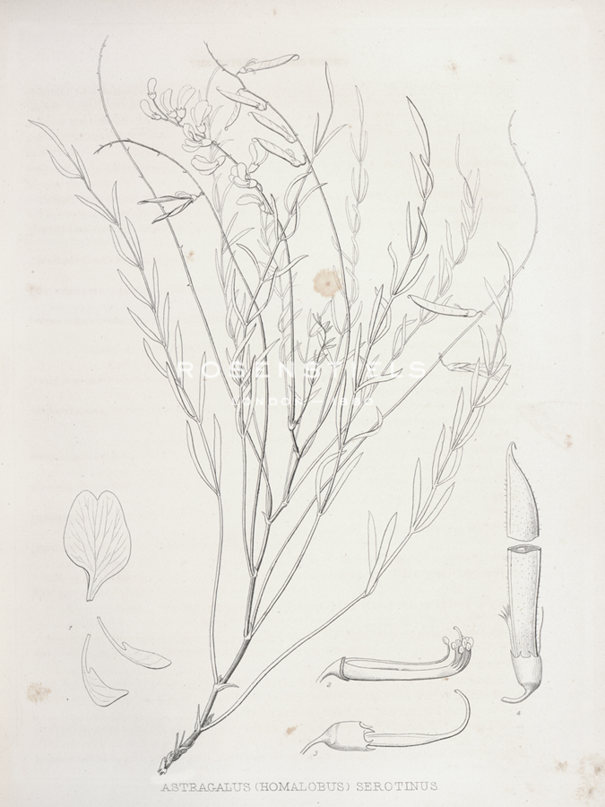 Astragalus Serotinus - Kernud Hansen