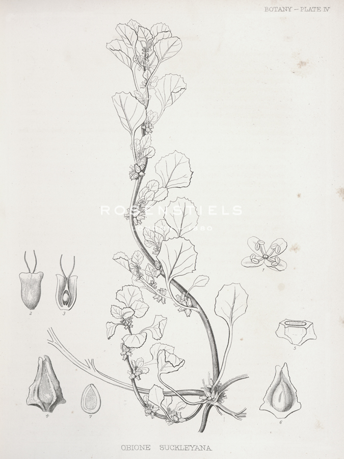 Obione Suckleyana - Kernud Hansen
