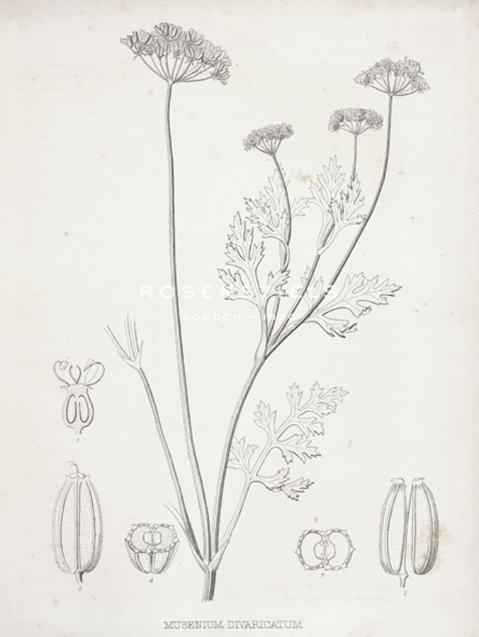 Musenium Divaricatum - Kernud Hansen