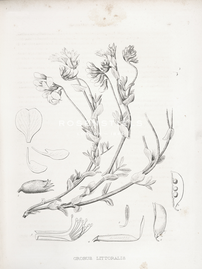 Orobus Littoralis - Kernud Hansen