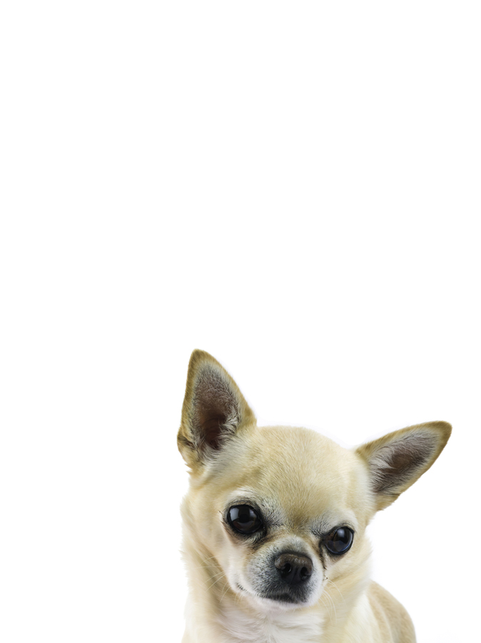 Cutesy Canine - Assaf Frank