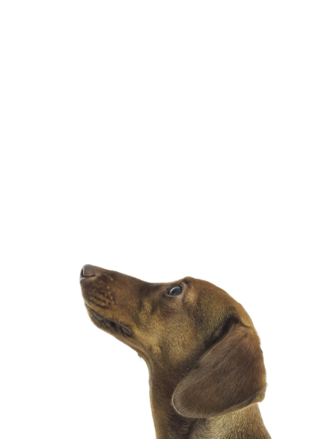 Curious Canine - Assaf Frank