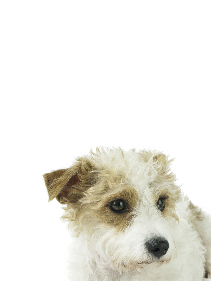 Charming Canine - Assaf Frank