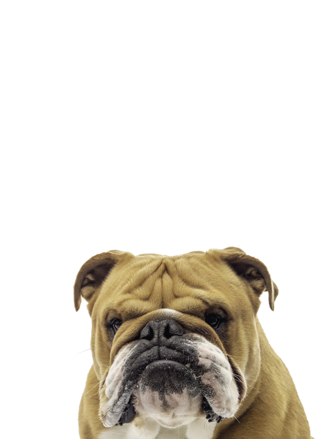 Crosspatch Canine - Assaf Frank