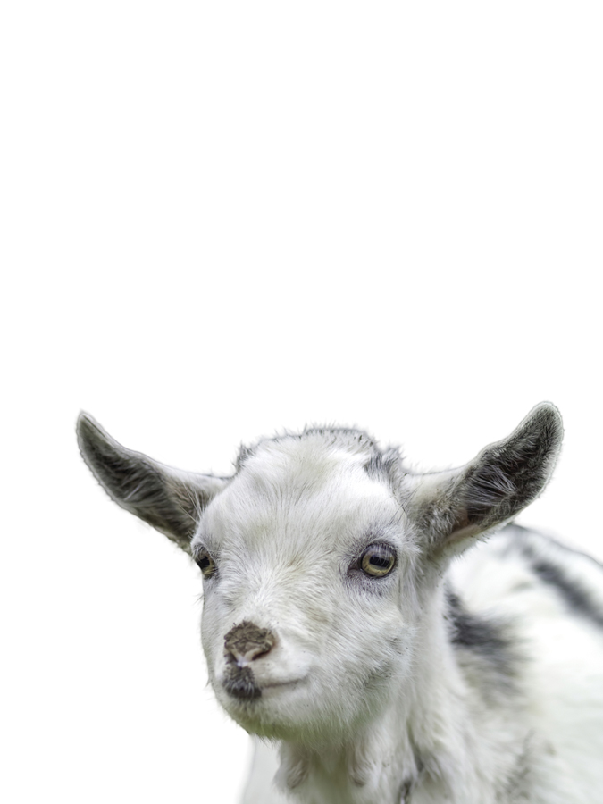 Gentle Goat - Assaf Frank