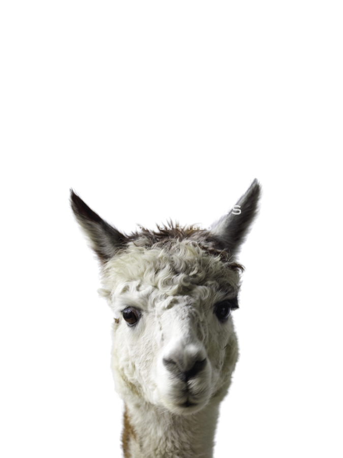 Amicable Alpaca - Assaf Frank