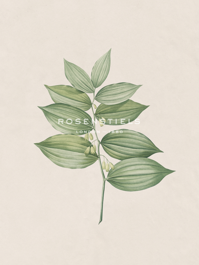 Polygonatum Latifolium - The Vintage Collection