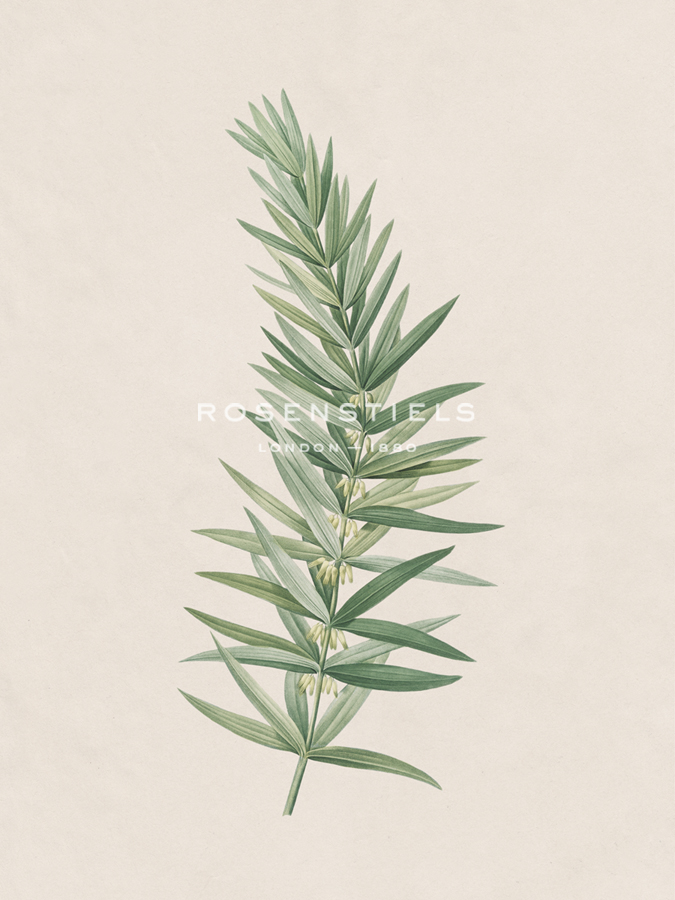 Polygonatum Verticillatum - The Vintage Collection