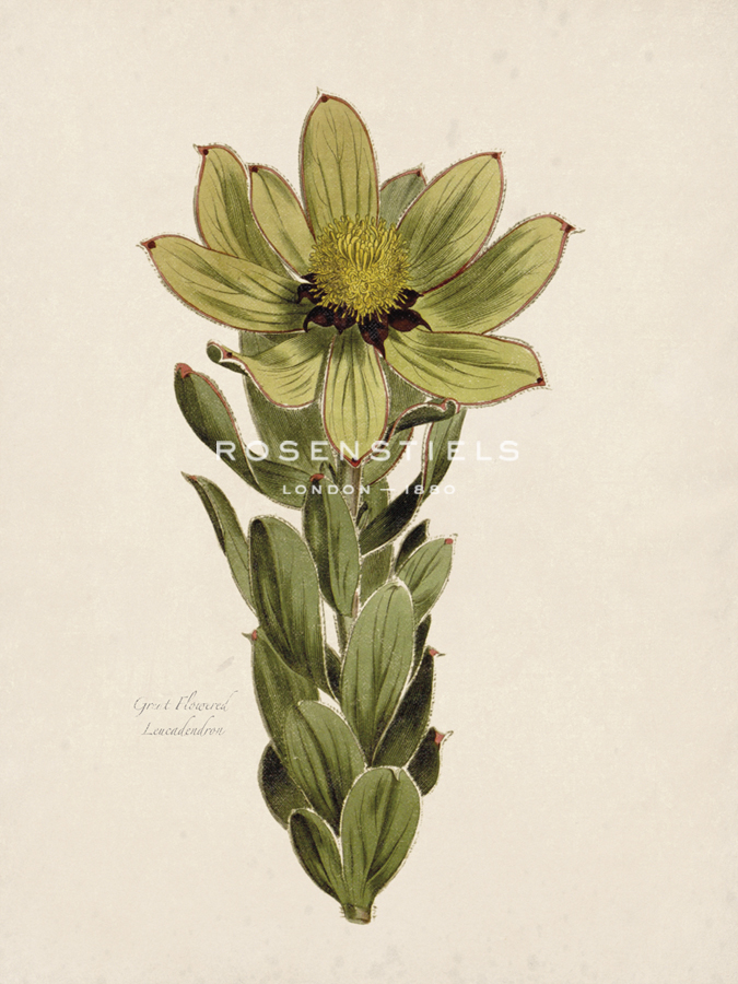 Leucadendron - The Vintage Collection