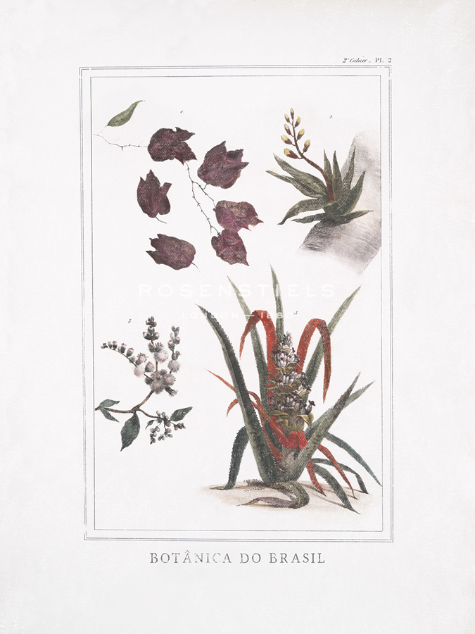 Botanica do Brasil - Sai - Maria Mendez