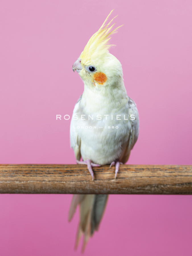 Birdsong - Solo - Assaf Frank