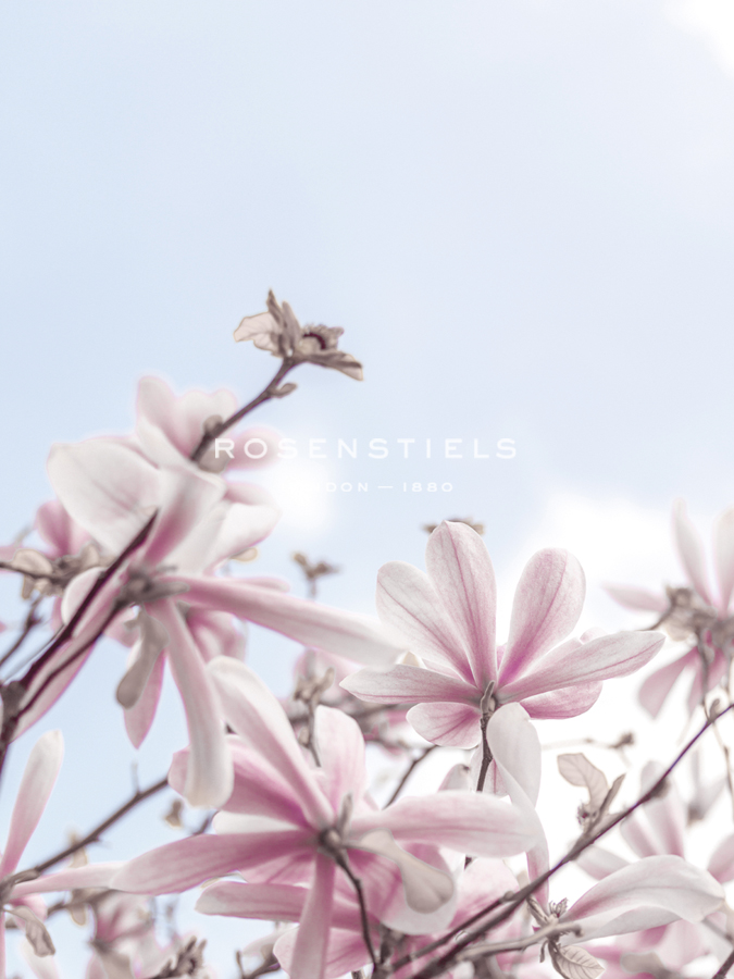Magical Magnolias - Assaf Frank