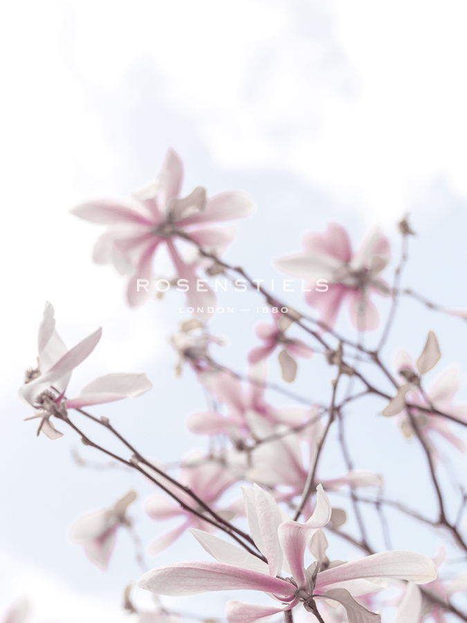 Mystical Magnolias - Assaf Frank