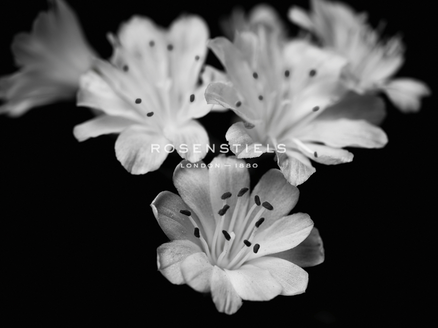 Orchid Elegance - Assaf Frank