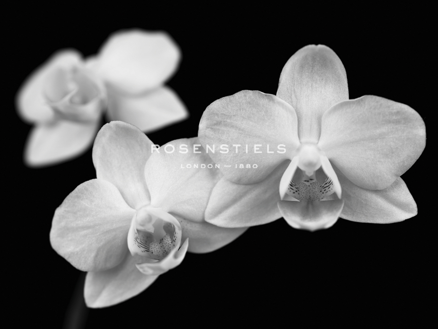 Orchid Grandeur - Assaf Frank