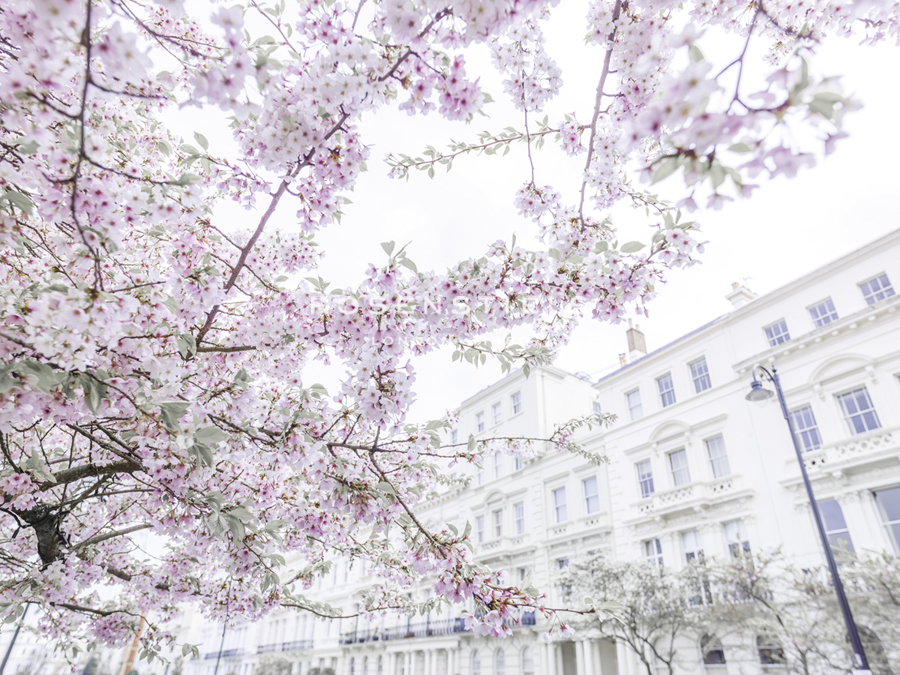 Belgravia Blossoms - Assaf Frank