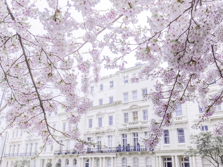 Belgravia Blooms - Assaf Frank