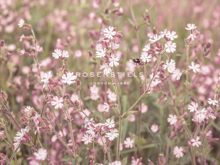 Pink Pasture - Assaf Frank