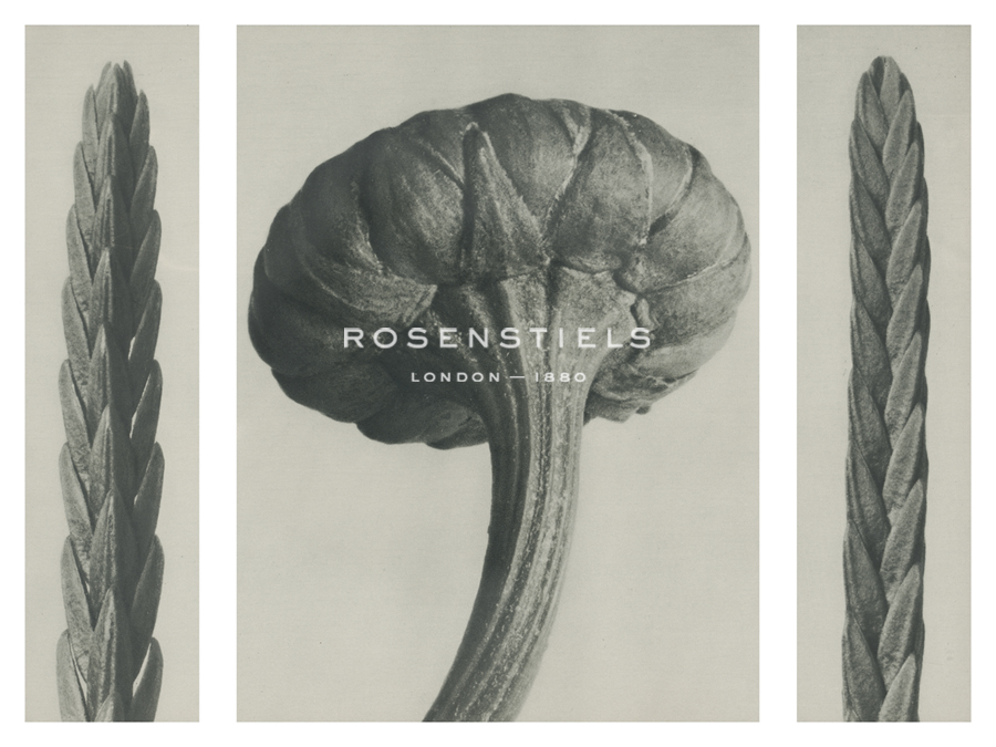 Cassiope tetragona - Karl Blossfeldt
