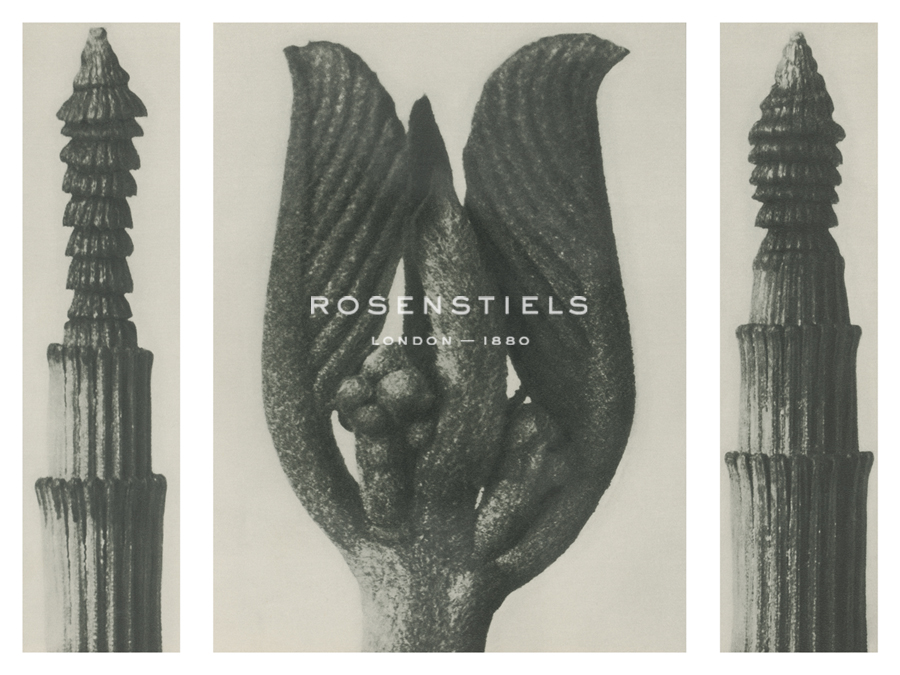 Equisetum hiemale - Karl Blossfeldt