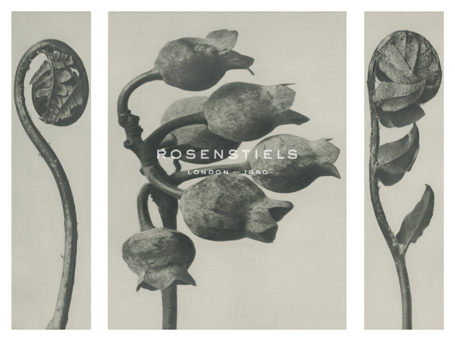 Polypedium aspidieae - Karl Blossfeldt