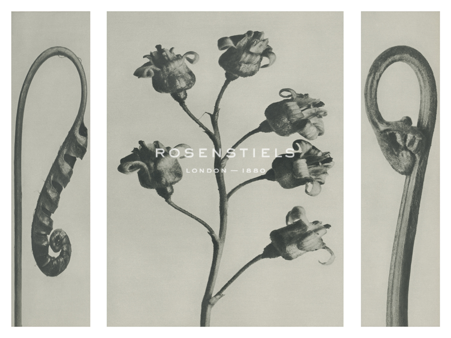 Polypedium vulgare - Karl Blossfeldt