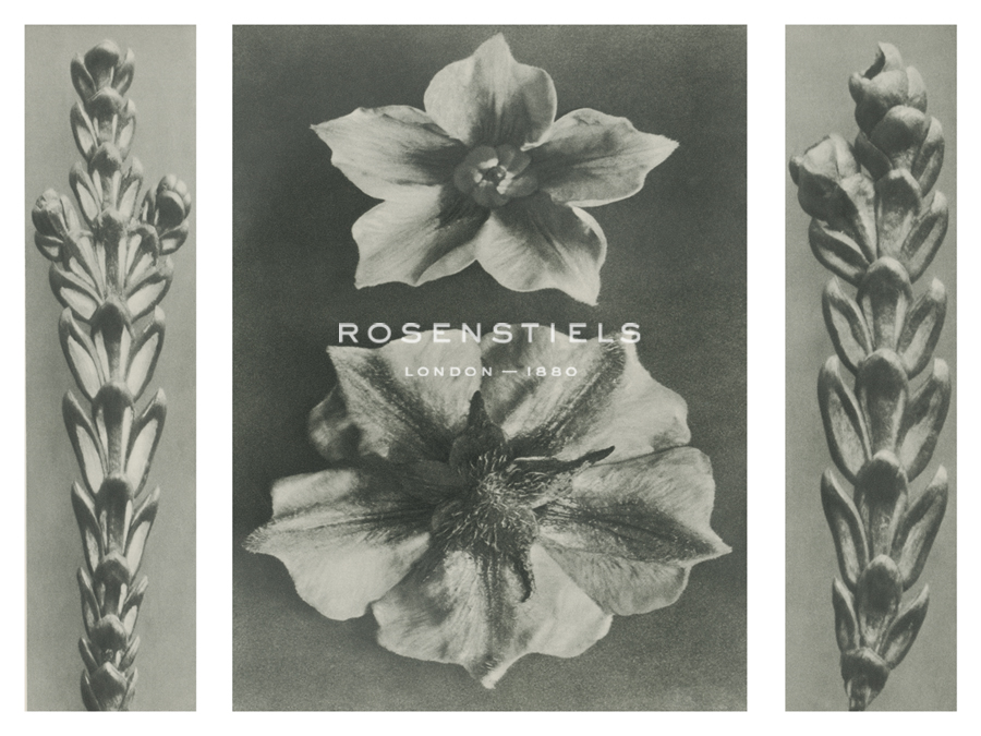 Thujopsis dolabrata - Karl Blossfeldt