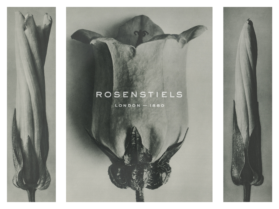 Convolvulus Sepium - Karl Blossfeldt