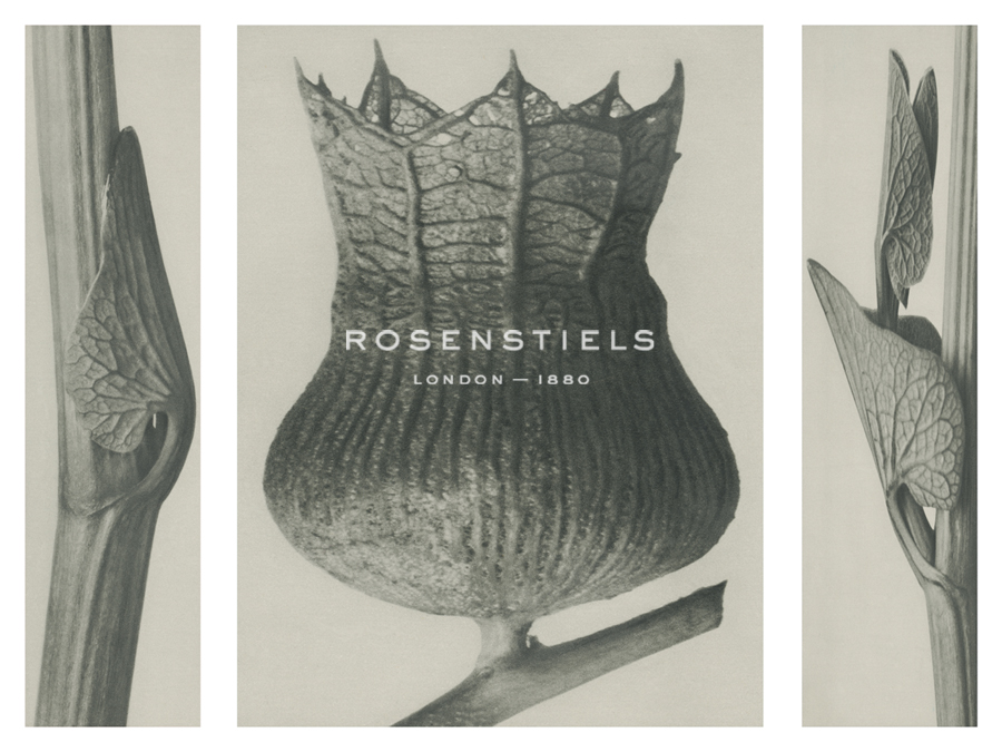 Aristolochia clematitis - Karl Blossfeldt