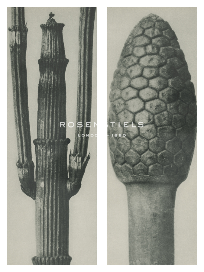 Equisetum arvense - Karl Blossfeldt