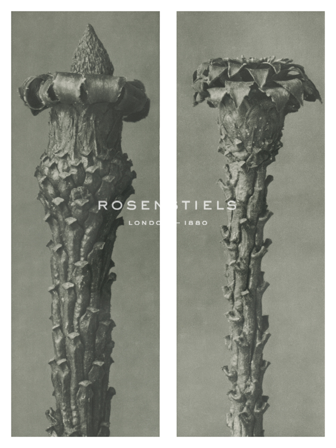 Picea excelsa - Karl Blossfeldt