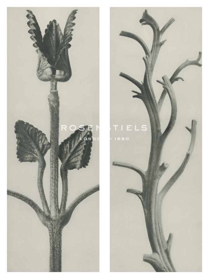 Stachis grandiflora - Karl Blossfeldt