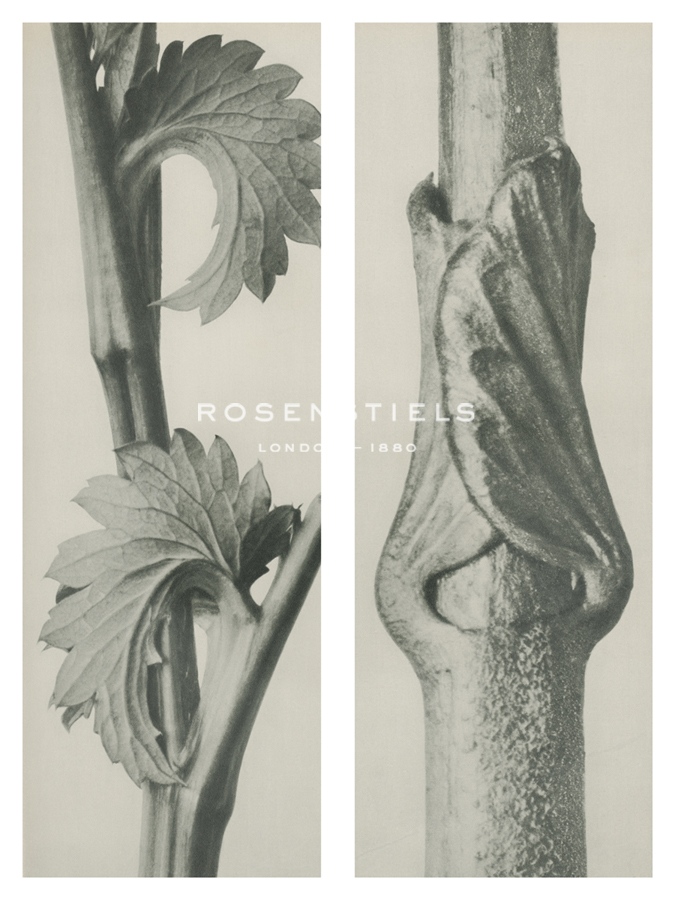 Sanguisorba canadensis - Karl Blossfeldt