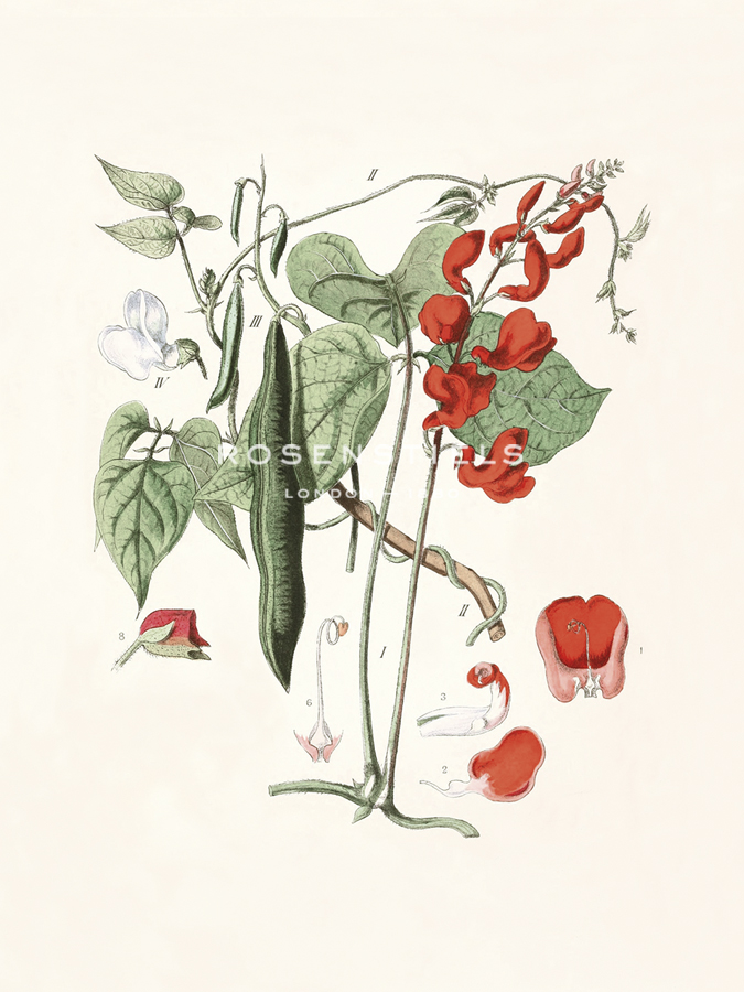 Lathyrus Odoratus Rubrum - The Vintage Collection