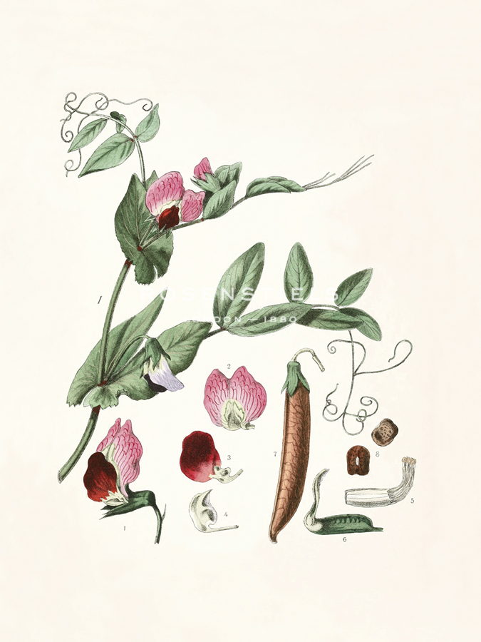 Lathyrus Odoratus Rosea - The Vintage Collection