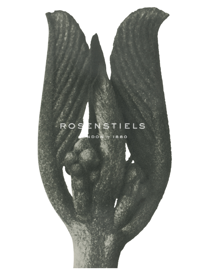 Equisetum Hiemale - Karl Blossfeldt