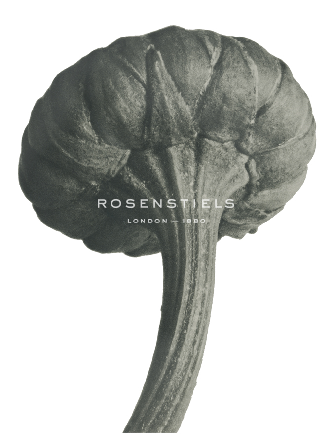 Cassiope Tetragona - Karl Blossfeldt