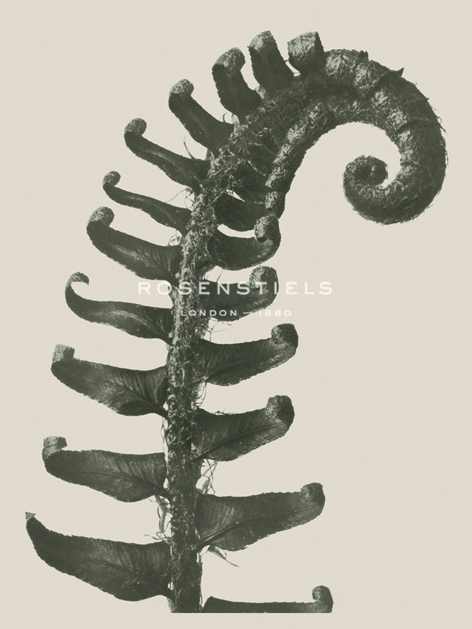 Polystichum Munitum - Karl Blossfeldt