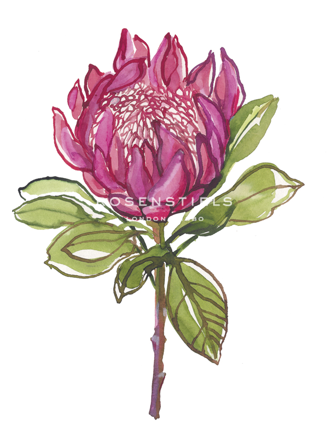 Protea Solo - Sandra Jacobs