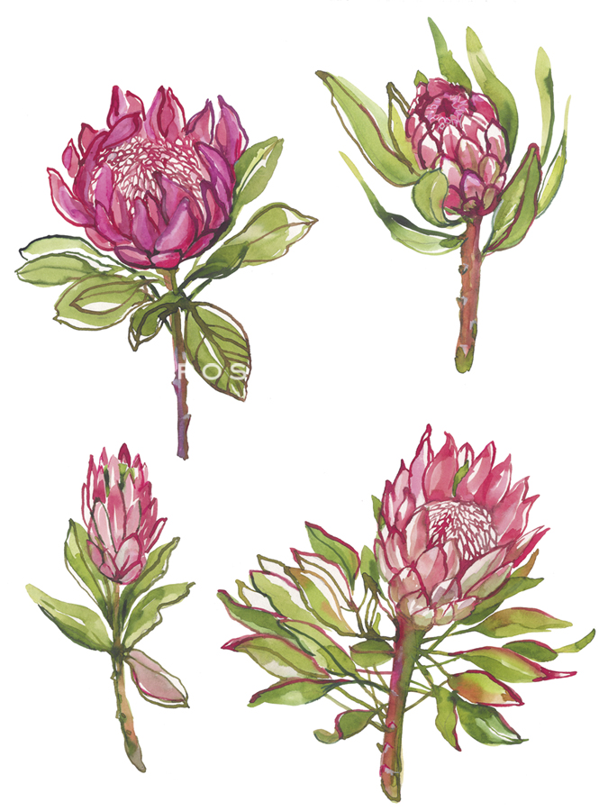 Protea Quartet - Sandra Jacobs