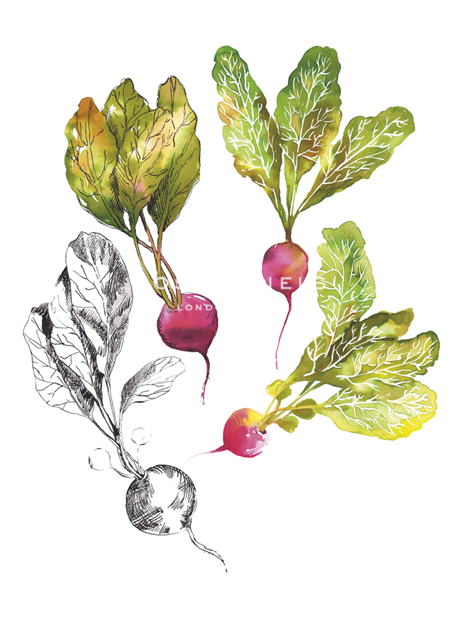 Table Harvest - Radishes - Loft Studio