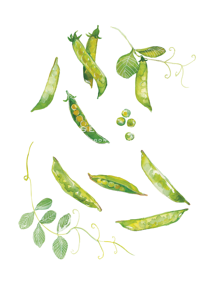 Table Harvest - Peas - Loft Studio