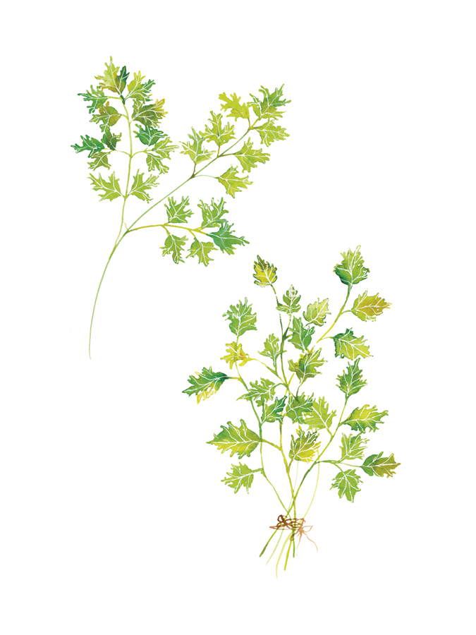 Table Harvest - Parsley - Loft Studio
