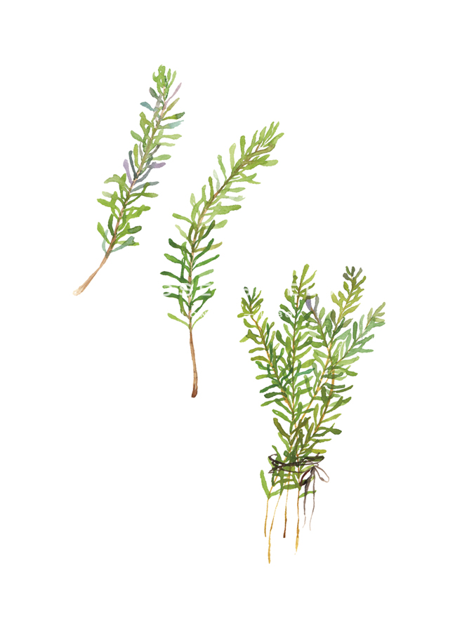 Table Harvest - Rosemary - Loft Studio